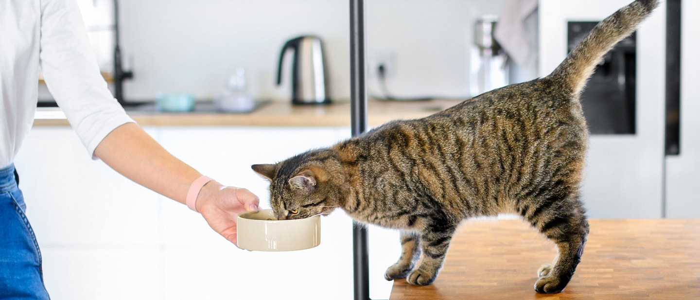 Μια καφέ γάτα τρώει το φαγητό της πάνω σε ένα πάγκο