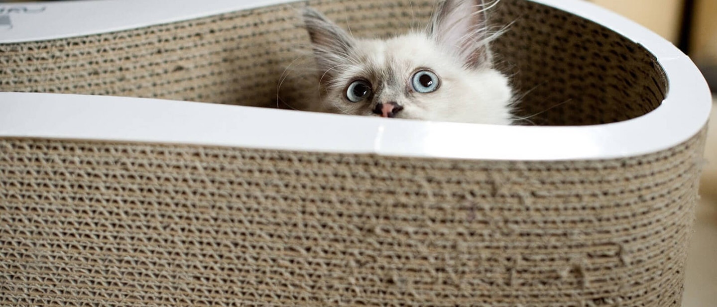 Μια άσπρη γάτα μέσα σε ένα καλάθι