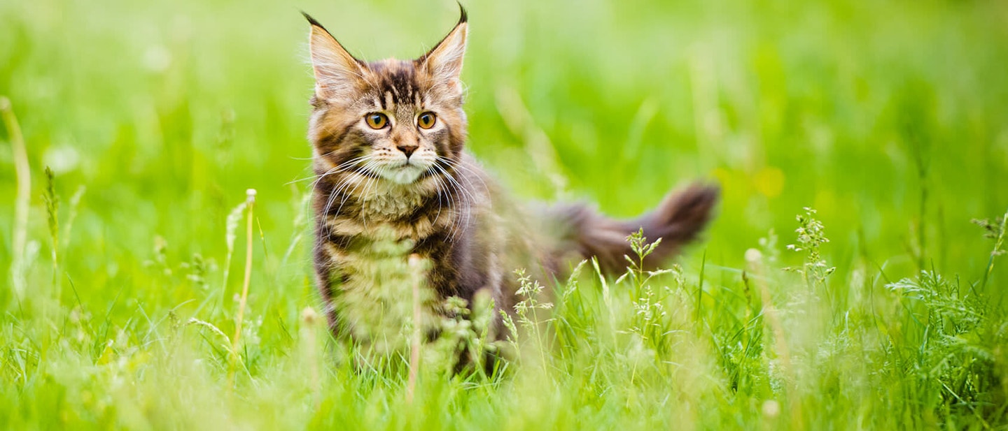 Μια καφέ γάτα σε πράσινη πεδιάδα